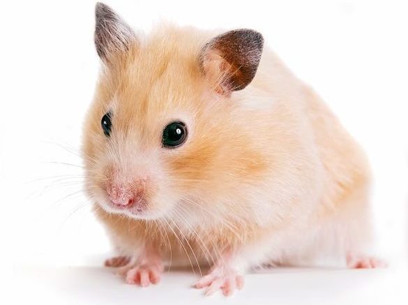 Hamster : un animal de compagnie idéal - Clinique vétérinaire Mulhouse