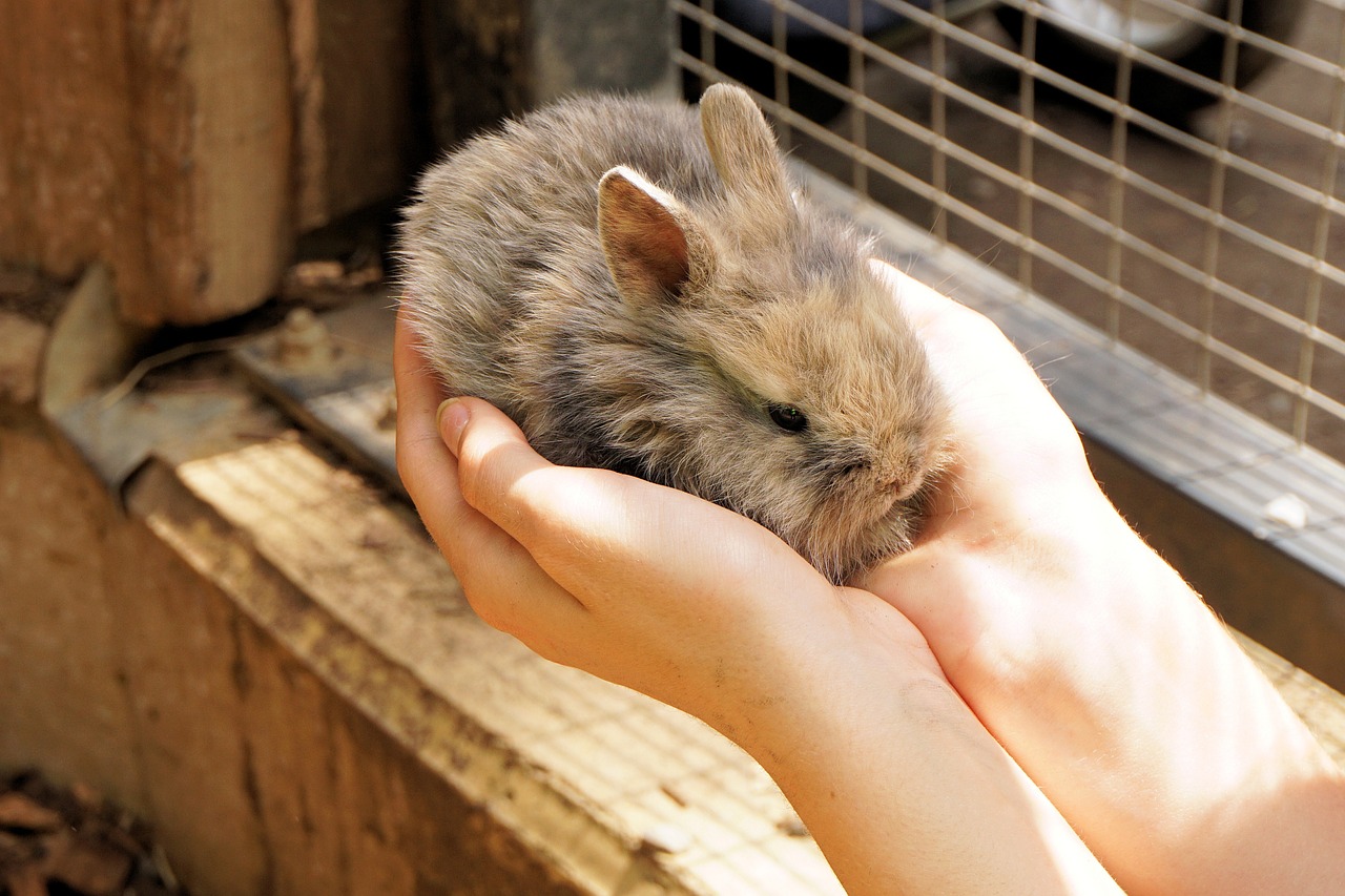 Maladies et vaccination des lapins